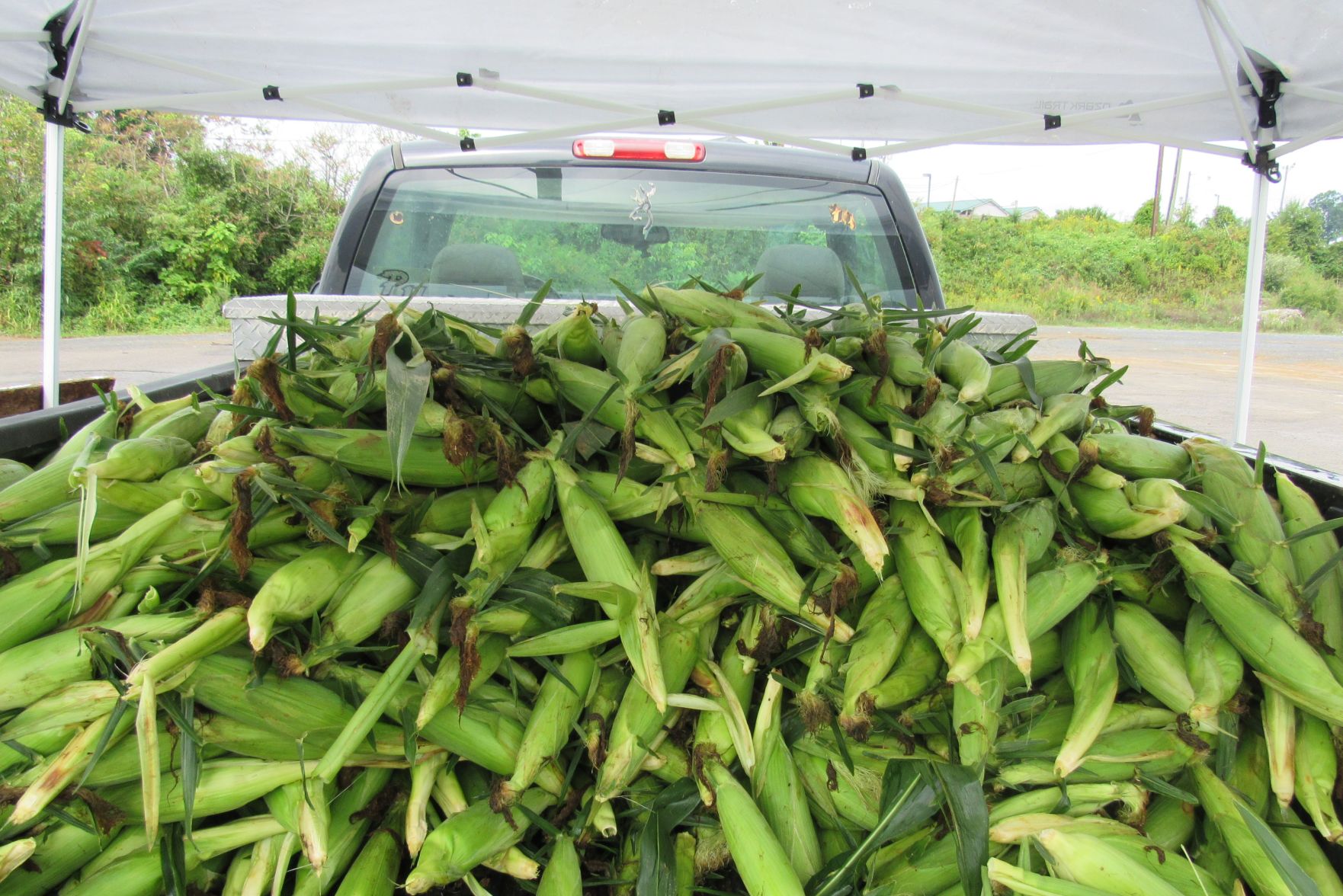 Whitesides Corn-06